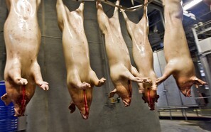Stabile svinepriser trods uroligt marked
