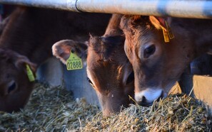 Arla klar med GMO-fri mælk før tid
