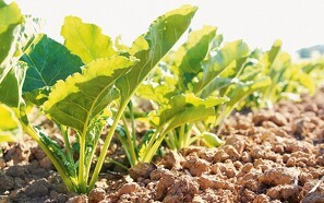 KWS og Bayer videregiver første licens for herbicid-tolerante sukkerroer
