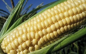 Forsker: GMO er vejen frem for landbruget
