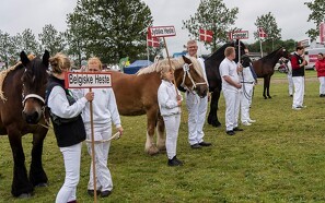 Heste slår rekorder på Landsskuet