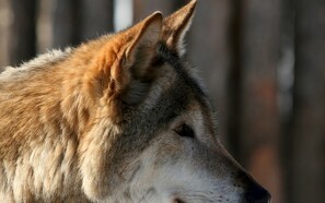 Fåreavler vil bruge hunde til at skræmme ulven
