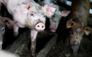 Prisfald kan få store konsekvenser for svineproducenter