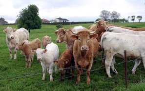 EU giver Danmark en ny kvægundtagelse
