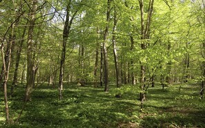 Danmark får dobbelt så meget vild skov