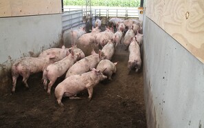FAO: Dansk griseproduktion er internationalt forbillede