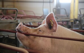 Vigtigt at grise er registrerede, hvis Danmark rammes af svinepest