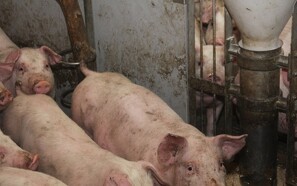 Antibiotikaforbruget til svin er fortsat dalende