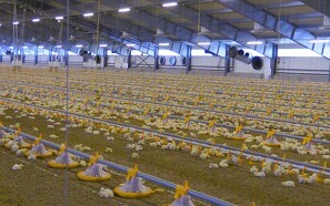 Større kyllingehuse med god ventilation