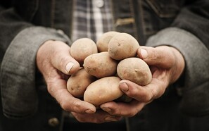 Viborg Kommune vil skabe ny kartoffel-attraktion til millioner