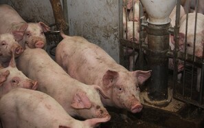 Forbruget af antibiotika i svinestaldene falder fortsat