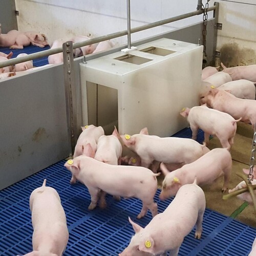 Overvågning af tilvækst med ny grisevægt