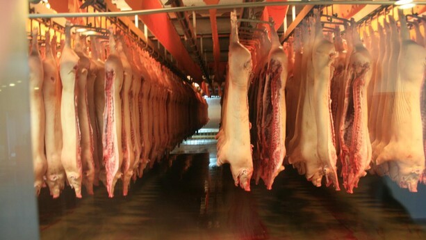 Dagens overblik: Danish Crown lukker sidste griseslagteri på Sjælland