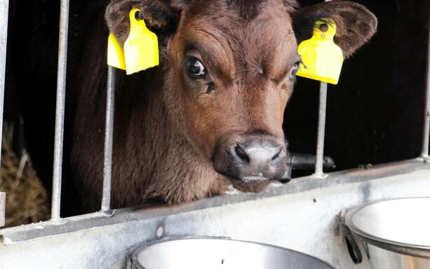 Stop oral behandling af kalvene med antibiotika