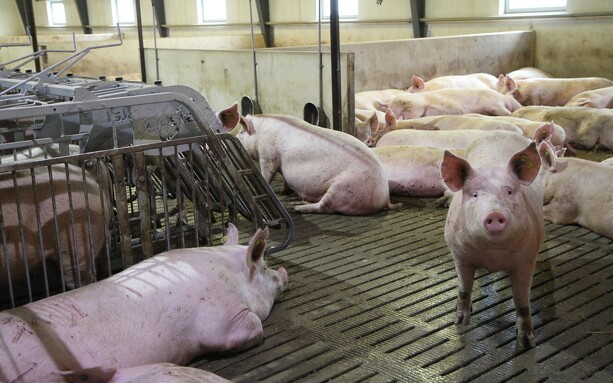 Aggressive grise er skidt for velfærd og produktivitet