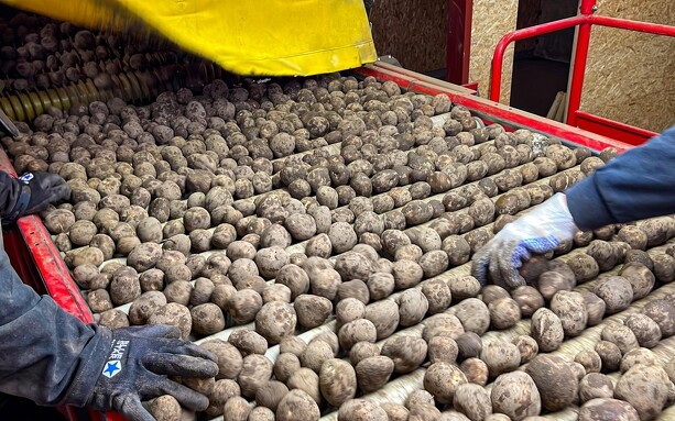 Kombi-bejdsning løfter kartoffeludbytter betydeligt