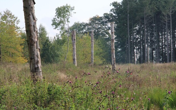 7.000 hektar ved Oksbøl bliver urørt skov