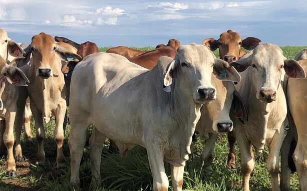 Australske kvægproducenter får gode priser - men spreder forretningen