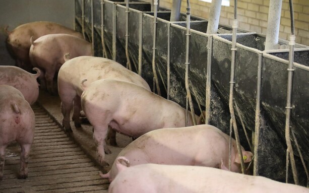 Seniorrådgiver: Bytteforholdet for svineproducenter er historisk lavt