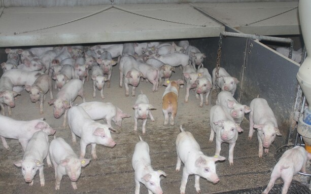 Eksporten af grise til Tyskland falder