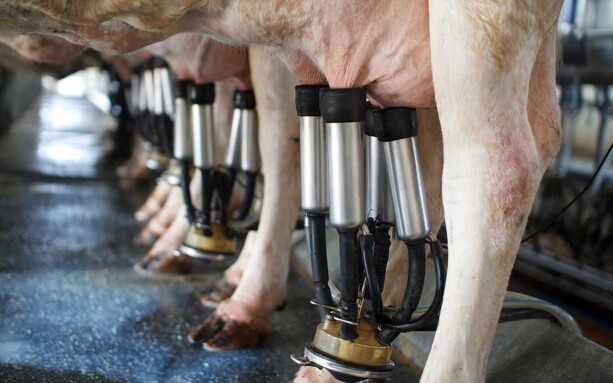 Høje afregningspriser på afgrøder og mælk giver fantastiske økonomiske resultater