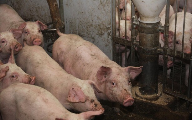 Flere grise har svineinfluenza, hvor virus stammer fra pandemien med influenza A