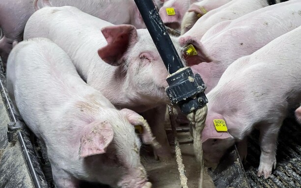 Vådfodringsvogn giver robuste grise uden zink