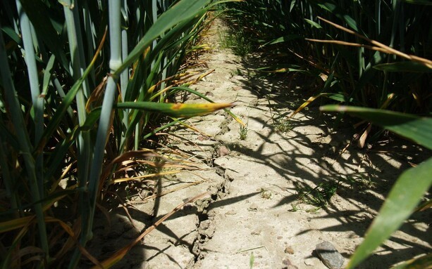 DMI: Tørken kan blive lige så alvorlig som i 2018