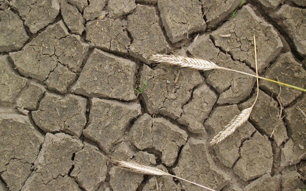 Tørken truer: L&F vil have brakmarker og vandingstilladelser i fokus