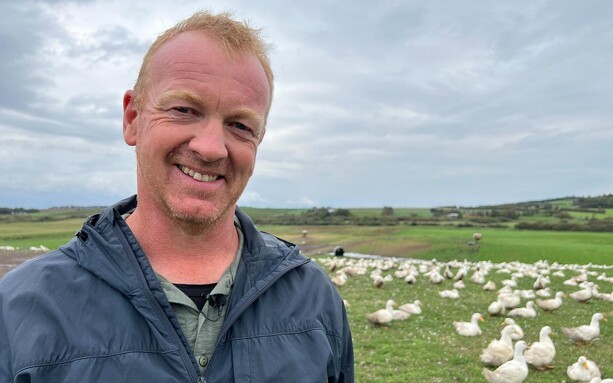 Peter satte køerne ud: Nu er han en landets største producent af økologiske ænder