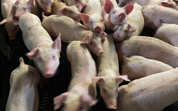 EU uddeler klimatæsk til store svine- og fjerkræbedrifter