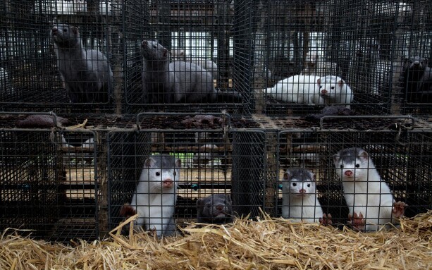 Landsretten stadfæster to måneders betinget fængsel for ulovlige mink
