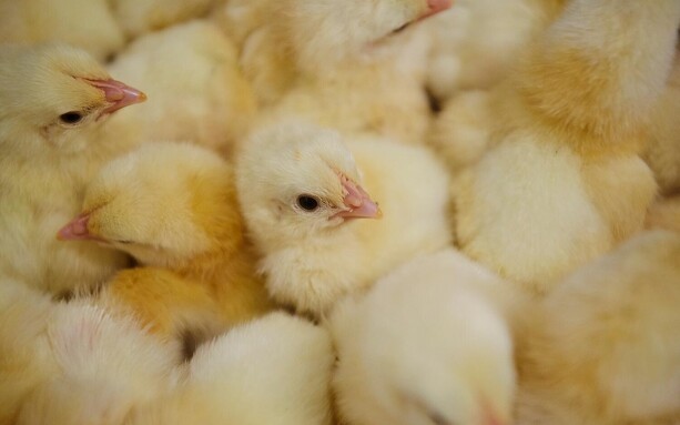 Dansk virksomhed afsætter en halv milliard daggamle kyllinger