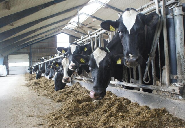 Non-GM-fodrede køer kan også give meget mælk