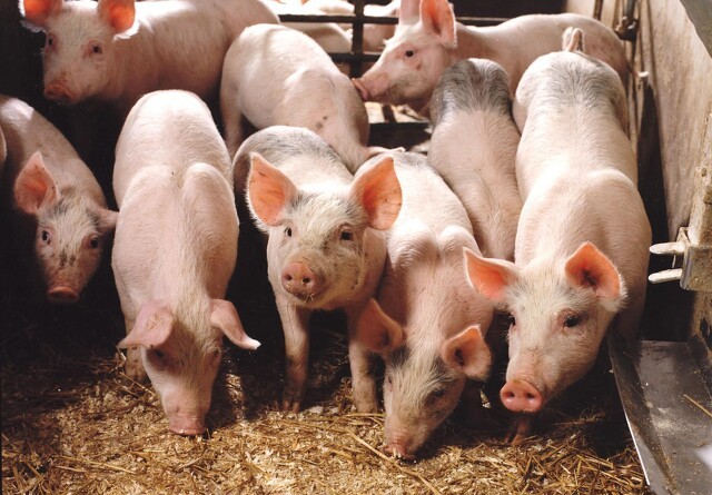 Mikrofloraen i trynen hos grise med åndedrætsbesvær