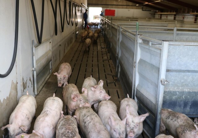 Svineproducenter kritiserer DC og Tican for at melde pas overfor slagtesituationen