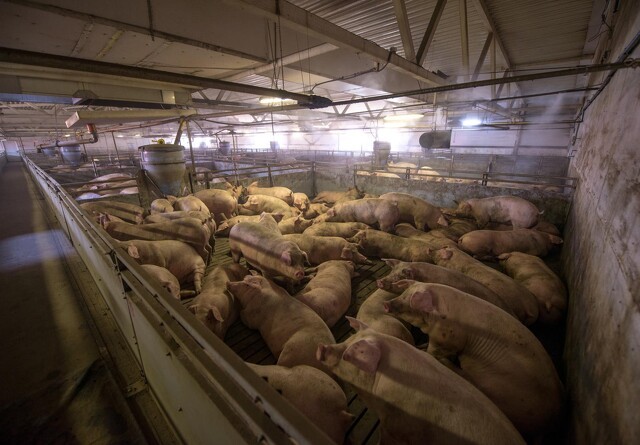 Til trods for svinepest eksporterer Rusland store mængder kød