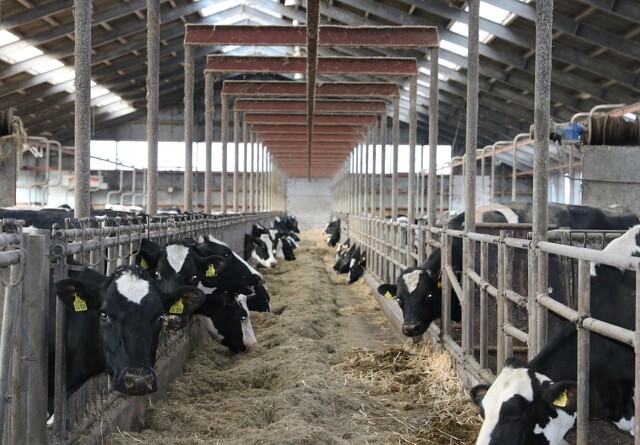 Forskning med rapsfrø i kvægfoder for at mindske metan
