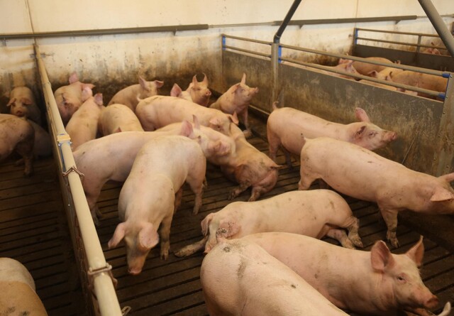 ASF fundet i en polsk besætning med 16.000 svin