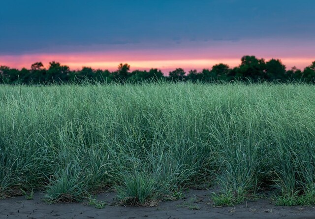 Hvedegræs kan sænke CO2-udledning i landbruget markant