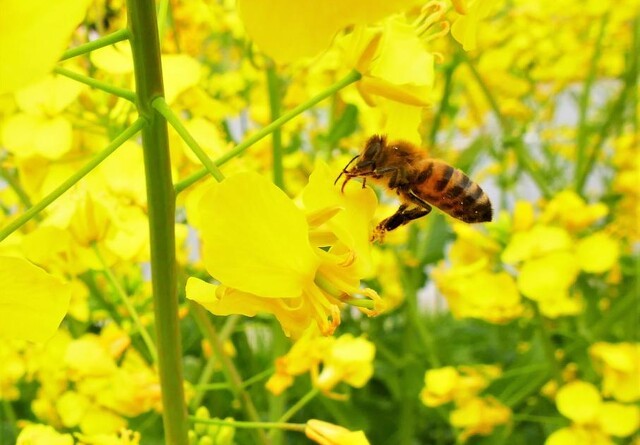 Bierne kan hjælpe i klimaindsatsen
