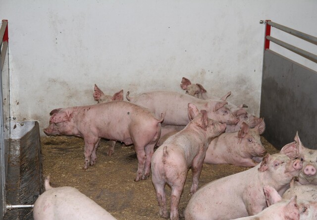 Verdens produktion af svinekød vil stige med 3,4 procent i år