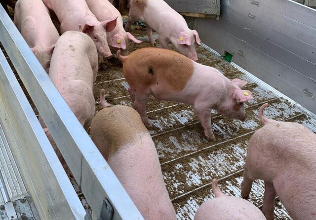 Ny transportbekendtgørelse vil medføre færre smågrise på grisetransporter
