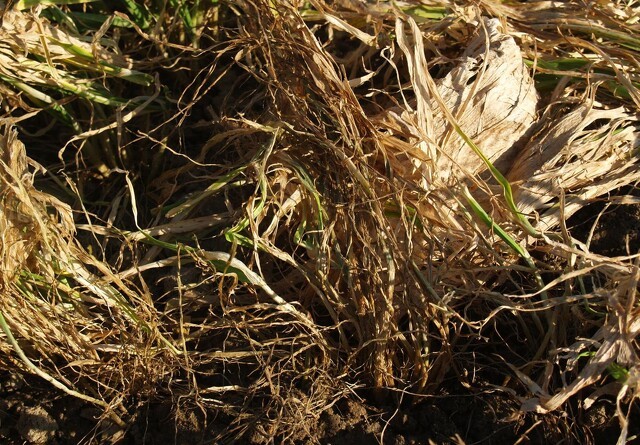Forskere: Lad planterester rådne på marken - det er godt for klimaet