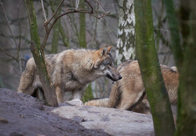 Medie: Mulighed for nyt kuld ulvehvalpe