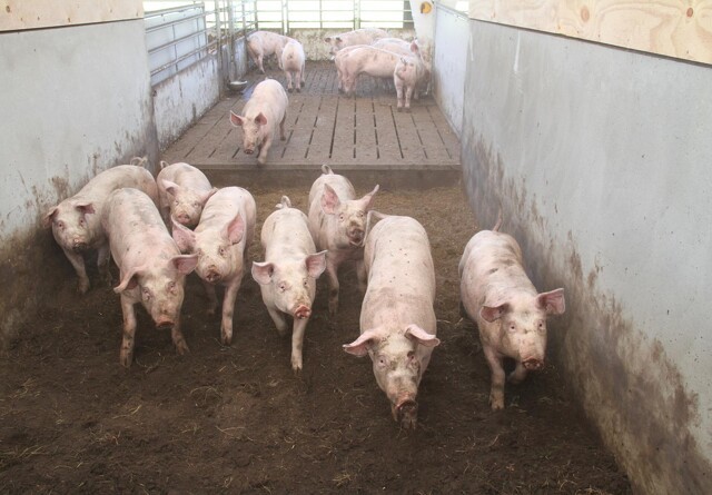 Mange nye udbrud af ASF i svinebesætninger i Polen