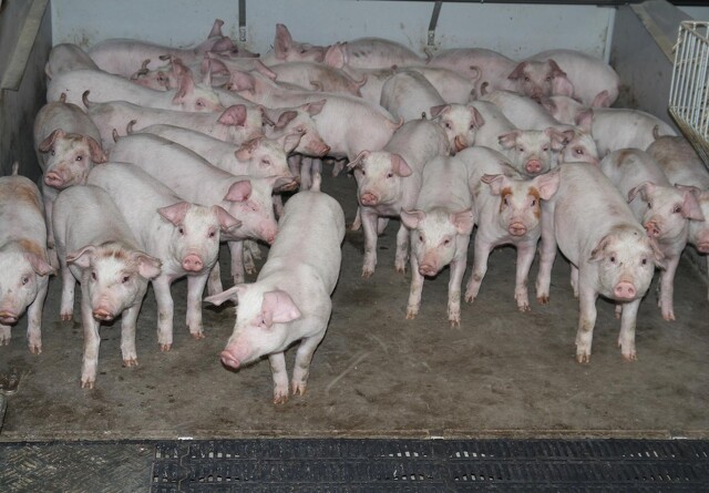 Hollands svineproduktion skrumper