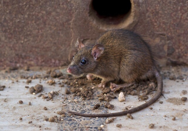 Miljøstyrelsen advarer mod brug af farligt rottemiddel
