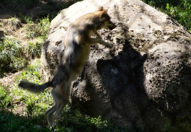 Ny ulvehvalp dukket op i Klelund Plantage