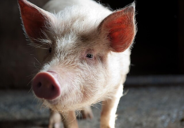 Afrikansk Svinepest bekræftet på danskejet svinefarm i Rumænien